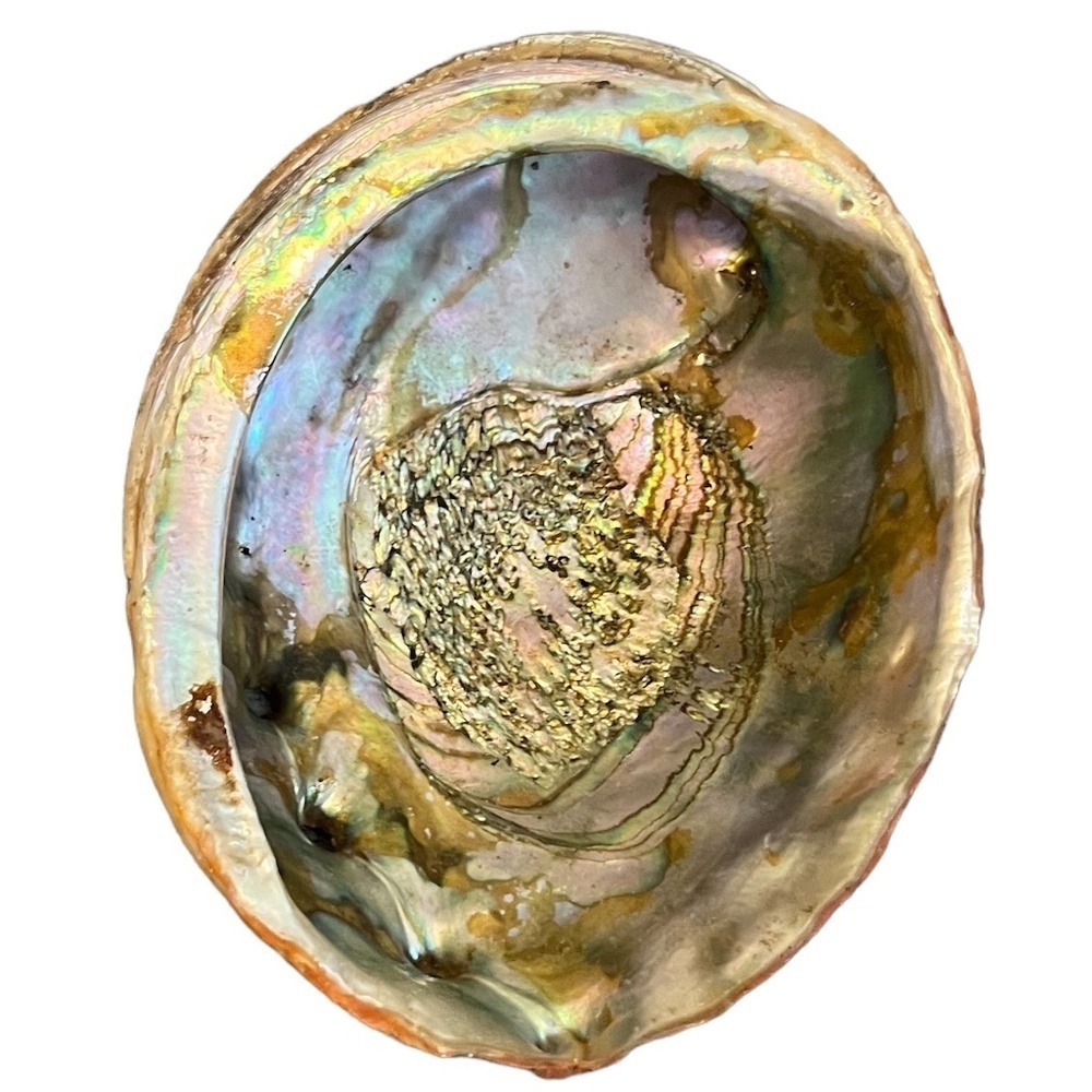Abalone Shell Large Red Dish shaped Lustre Iridescent Shiny